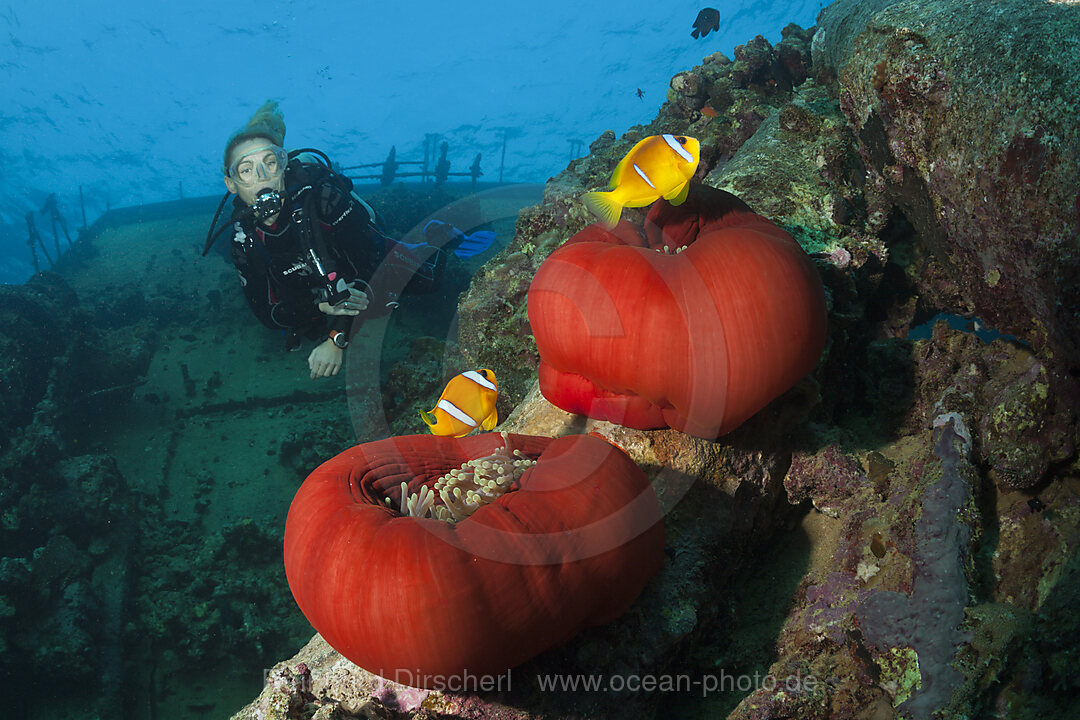 Scuba Diver at Umbria Wreck, Wingate Reef, Red Sea, Sudan