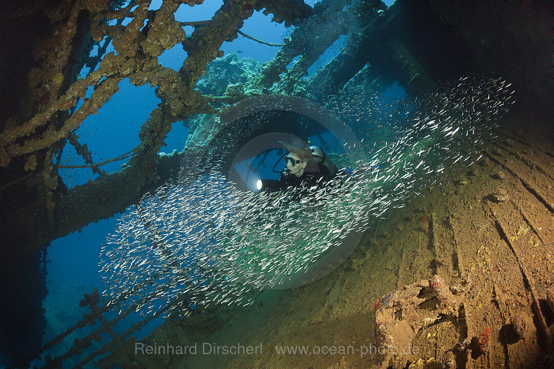 Scuba Diver at Umbria Wreck, Wingate Reef, Red Sea, Sudan