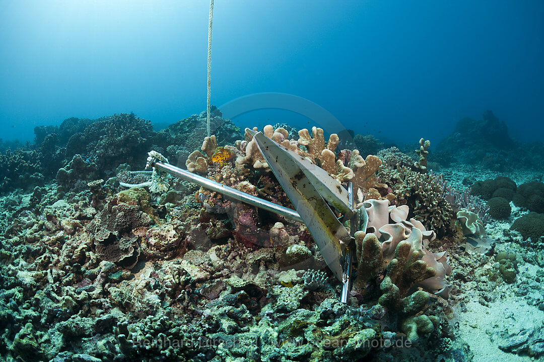 Anchor in Coral Reef, Indo Pacific, Indonesia