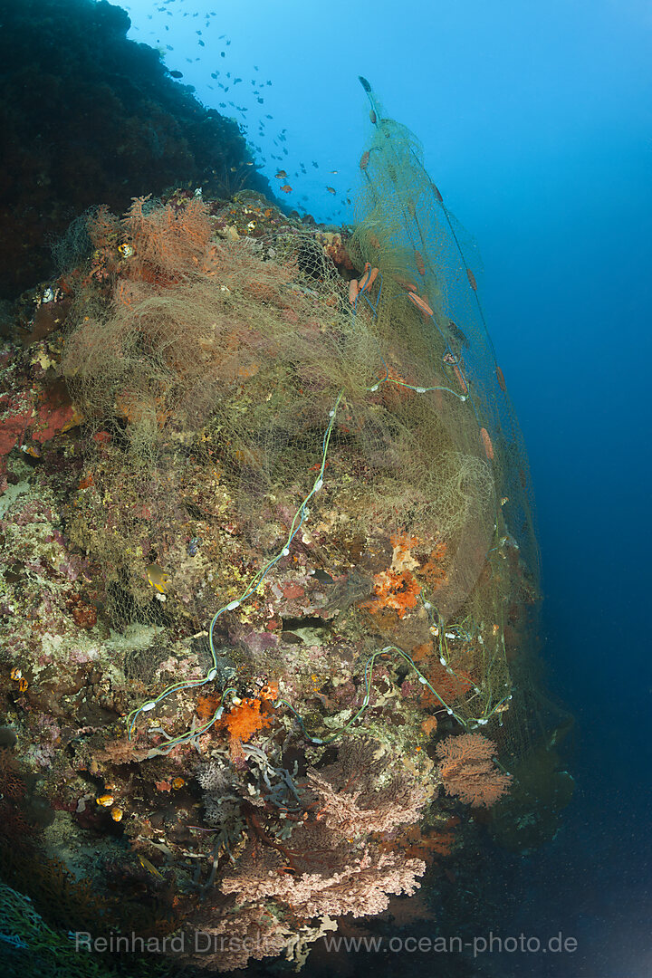 Verlorenes Fischernetz ueberzieht Korallenriff, Indopazifik, Indonesien