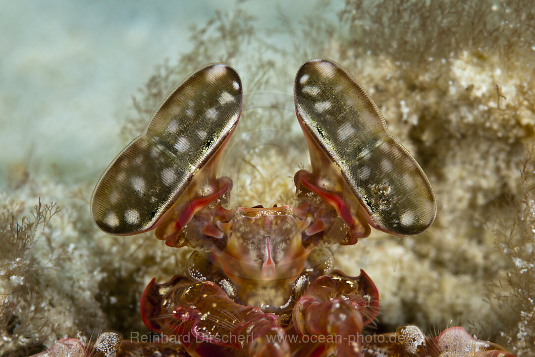 Komplexaugen eines Speer-Fangschreckenkrebs, Lysiosquillina sp., Ambon, Molukken, Indonesien