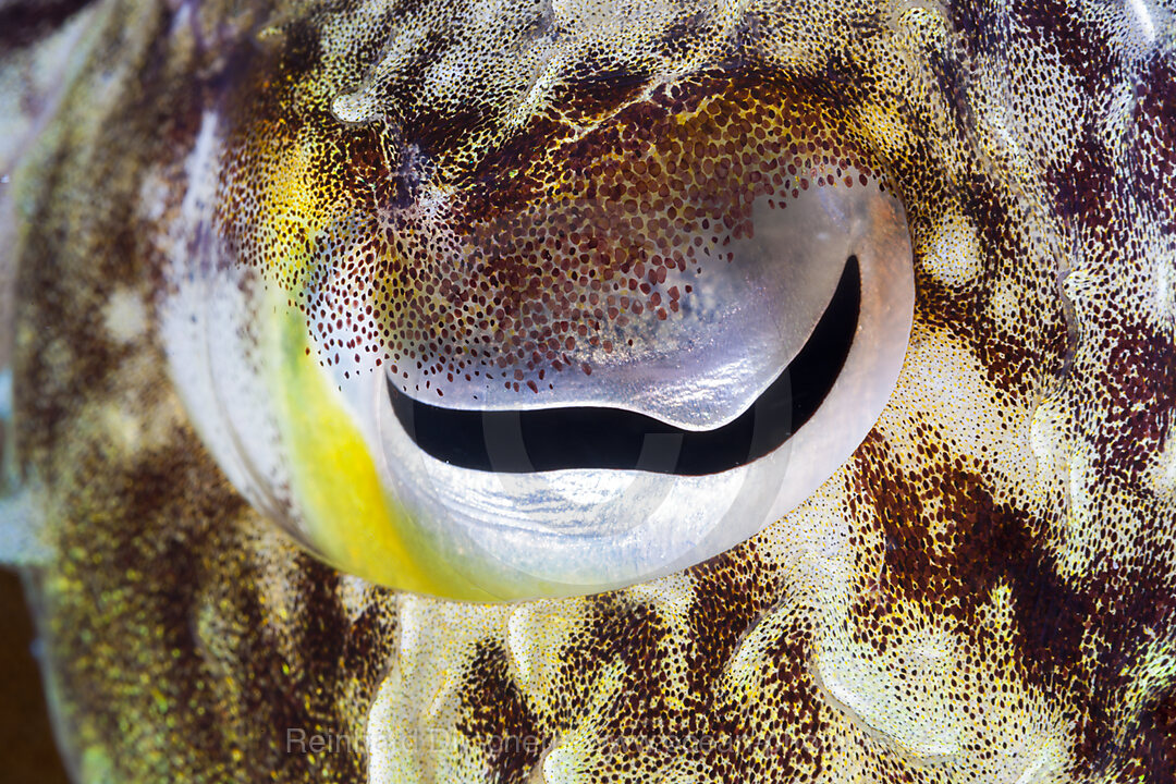 Auge einer Sepie, Sepia sp., Ambon, Molukken, Indonesien