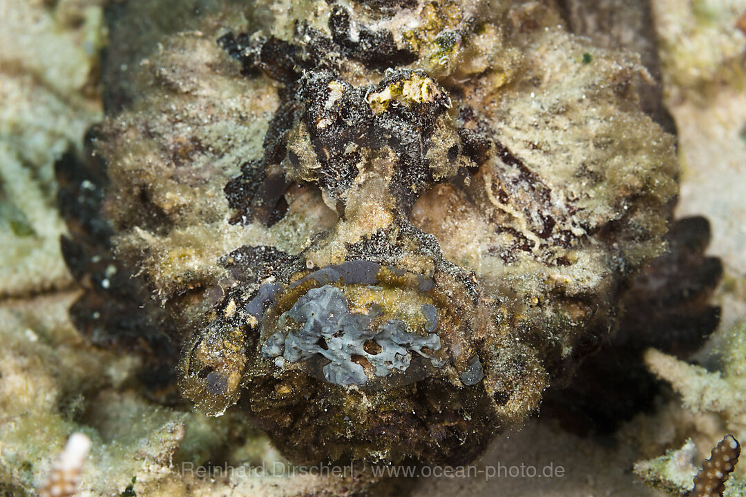 Echter Steinfisch, Synanceia verrucosa, Ambon, Molukken, Indonesien