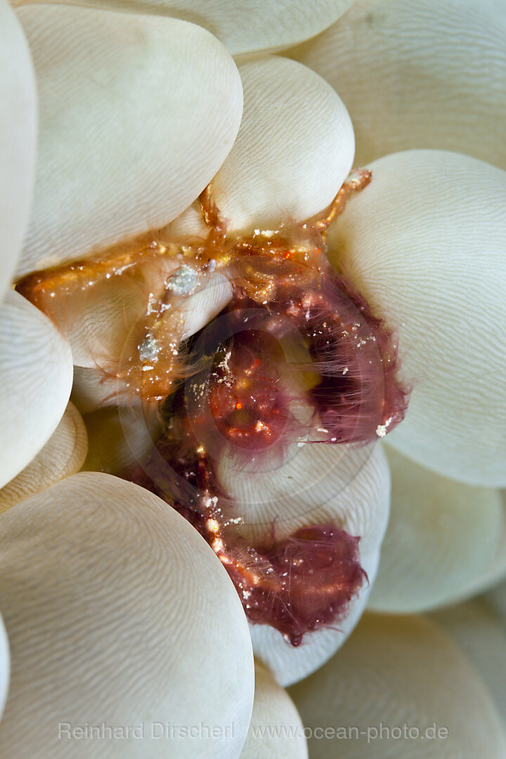 Zwei Orang-Utan Krabben in Blasenkoralle, Achaeus japonicus, Ambon, Molukken, Indonesien