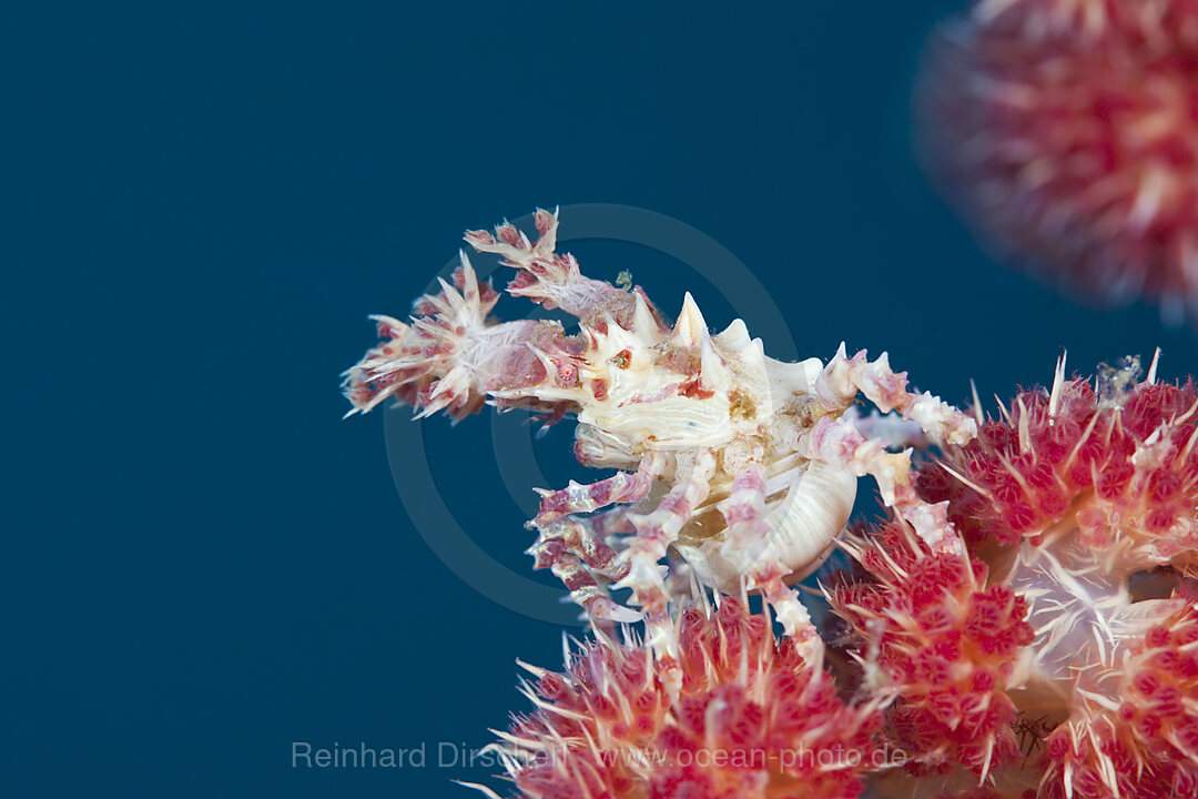 Weichkorallen-Spinnenkrabbe, Hoplophrys oatesii, Ambon, Molukken, Indonesien