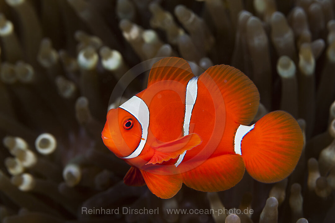 Stachel-Anemonenfisch, Premnas aculeatus, Ambon, Molukken, Indonesien