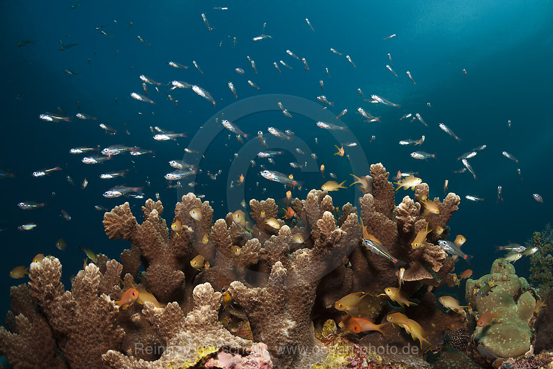 Rotfleck-Kardinalfische ueber Korallenriff, Apogon parvulus, Ambon, Molukken, Indonesien