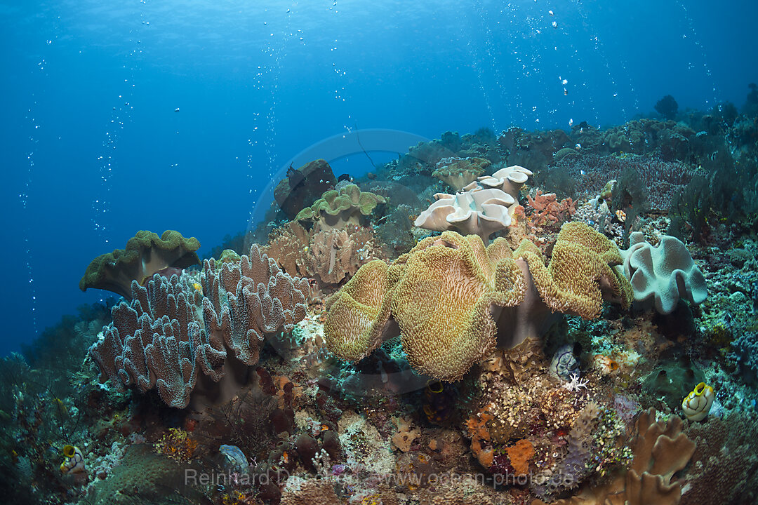 Vulkanische Gasblasen in Korallenriff, Ambon, Molukken, Indonesien