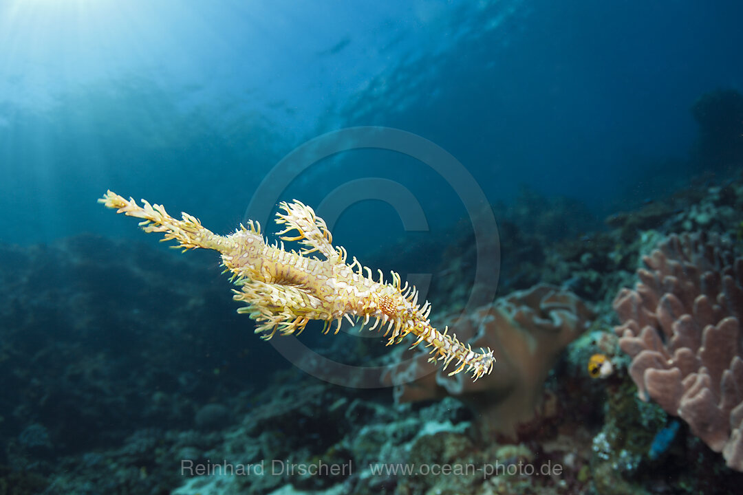 Harlekin-Geisterpfeifenfisch, Solenostomus paradoxus, Ambon, Molukken, Indonesien