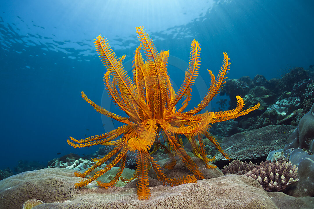 Crinoid in Coral Reef, Comanthina schlegeli, Ambon, Moluccas, Indonesia