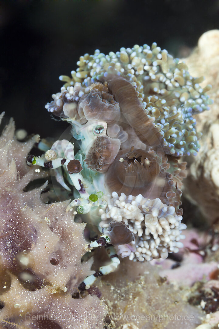 Spinnenkrabbe tarnt sich mit Anemonen, Cyclocoeloma tuberculata, Ambon, Molukken, Indonesien