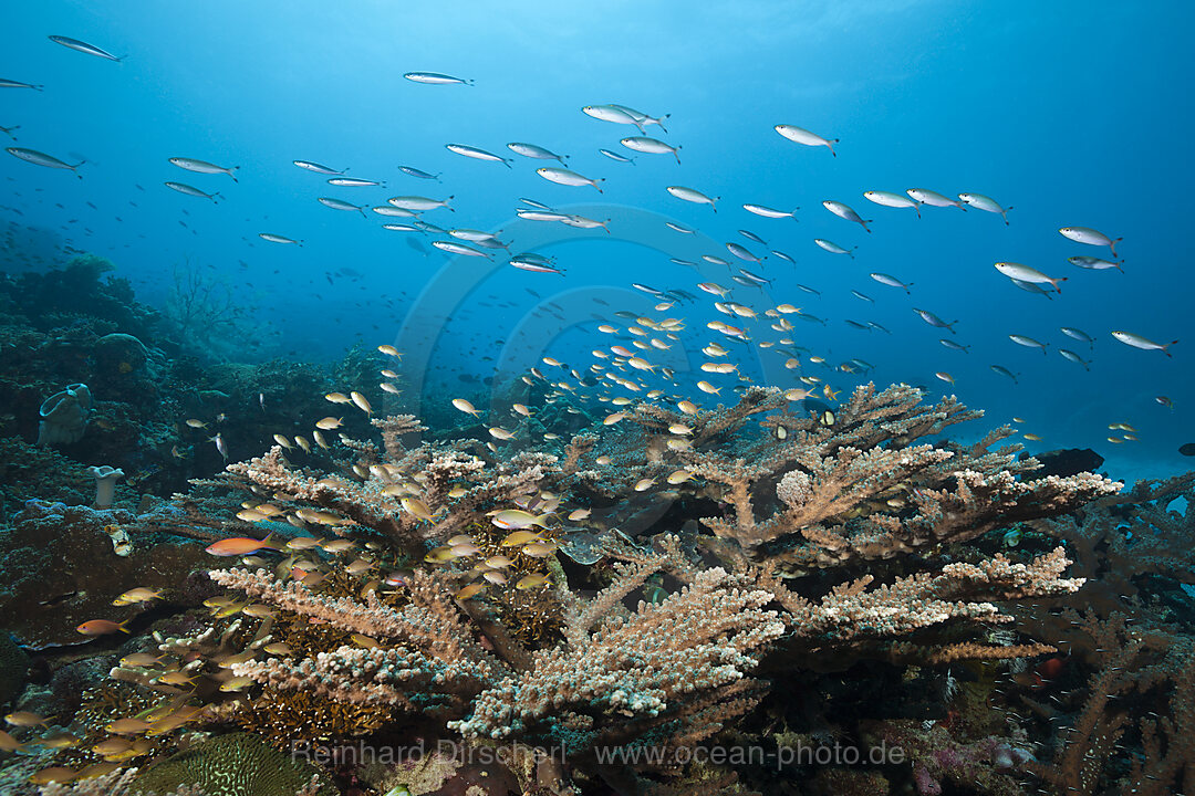 Gruene Fahnenbarsche am Korallenriff, Pseudanthias huchtii, Ambon, Molukken, Indonesien