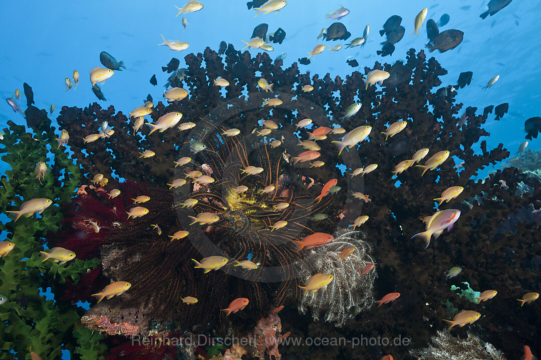Gruene Fahnenbarsche am Korallenriff, Pseudanthias huchtii, Ambon, Molukken, Indonesien