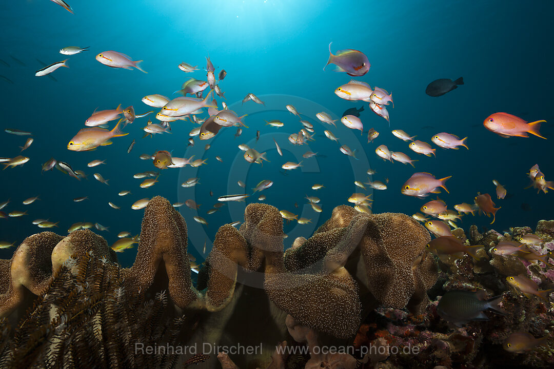 Gruene Fahnenbarsche am Korallenriff, Pseudanthias huchtii, Ambon, Molukken, Indonesien