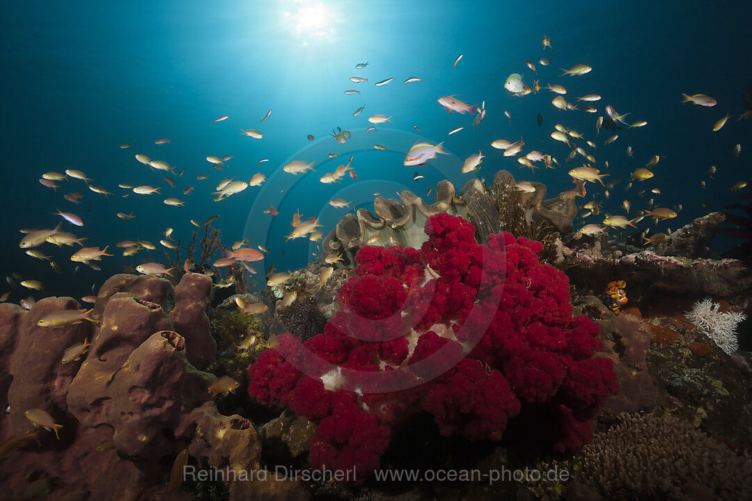 Gruene Fahnenbarsche am Korallenriff, Pseudanthias huchtii, Ambon, Molukken, Indonesien