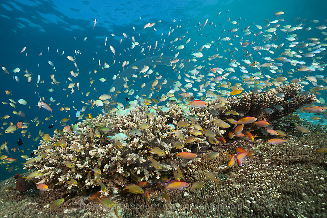 Fahnenbarsche und Chromis im Riff, Pseudanthias huchtii, Pseudanthias dispar, Ambon, Molukken, Indonesien