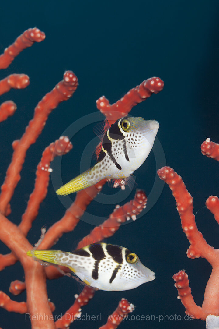 Sattel-Spitzkopfkugelfisch, Canthigaster valentini, Ambon, Molukken, Indonesien