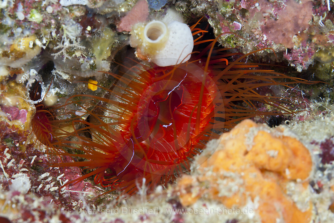 Flammenmuschel, Ctenoides ales, Ambon, Molukken, Indonesien