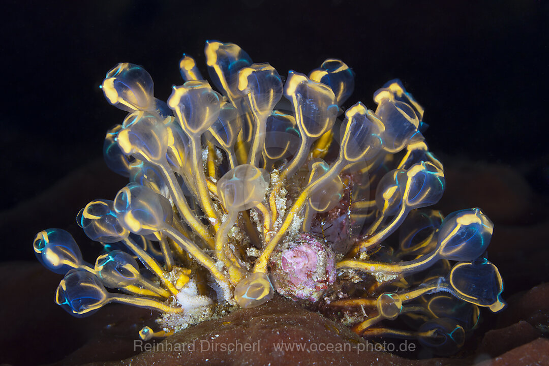 Kolonie von Seescheiden, Pycnoclavella detorta, Ambon, Molukken, Indonesien