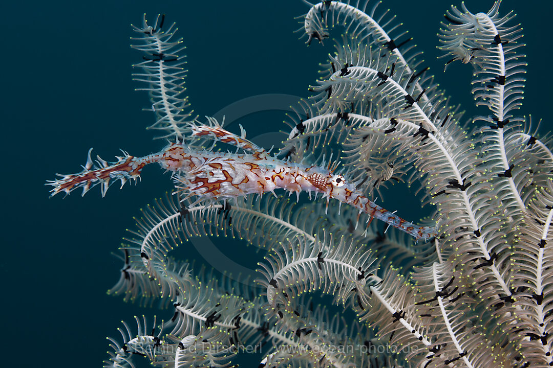 Harlequin Ghost Pipefish, Solenostomus paradoxus, Ambon, Moluccas, Indonesia