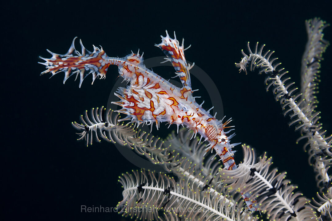 Harlekin-Geisterpfeifenfisch, Solenostomus paradoxus, Ambon, Molukken, Indonesien