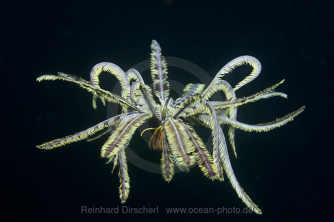 Schwimmender Federstern, Comanthina sp., Ambon, Molukken, Indonesien
