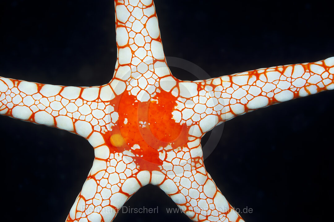 Roter Maschen-Seestern, Fromia monilis, Ambon, Molukken, Indonesien