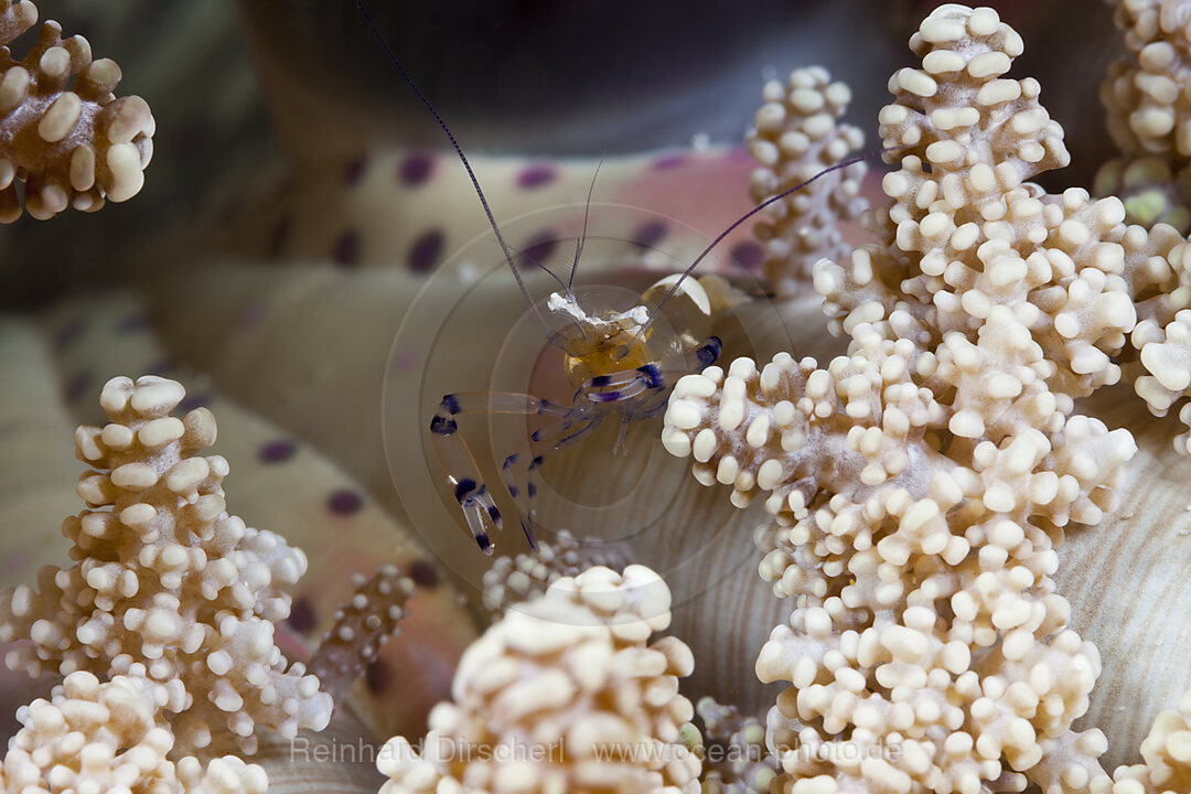 Partnergarnele in Anemone, Periclimenes sp., Ambon, Molukken, Indonesien