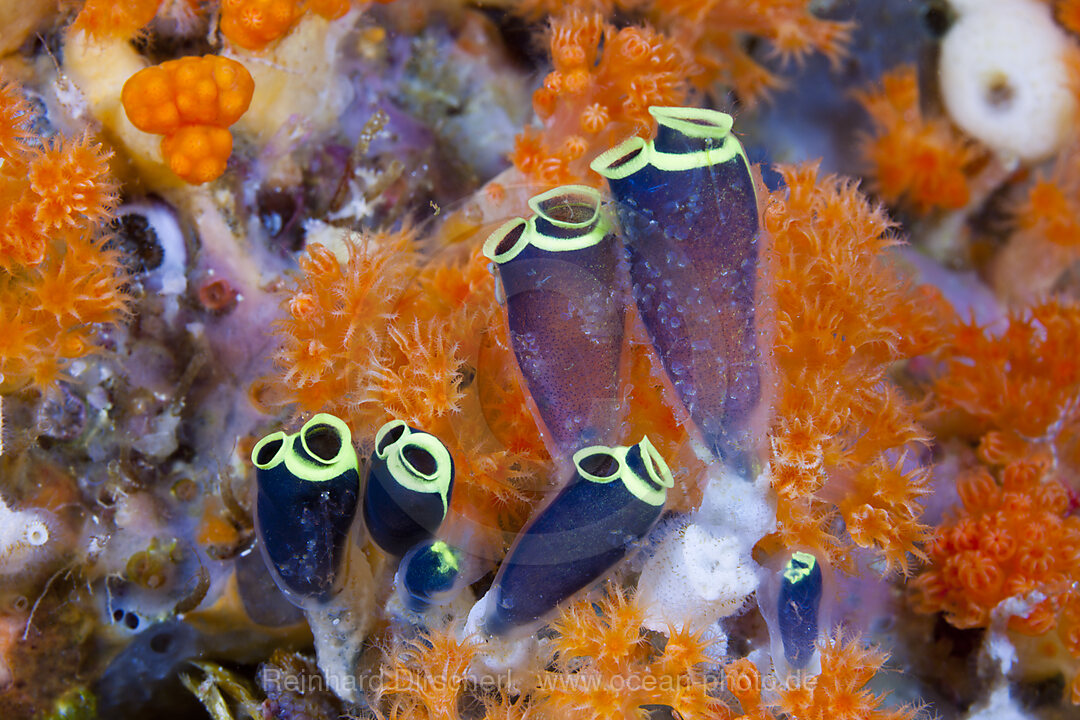 Kolonie von Seescheiden, Clavelina robusta, Ambon, Molukken, Indonesien