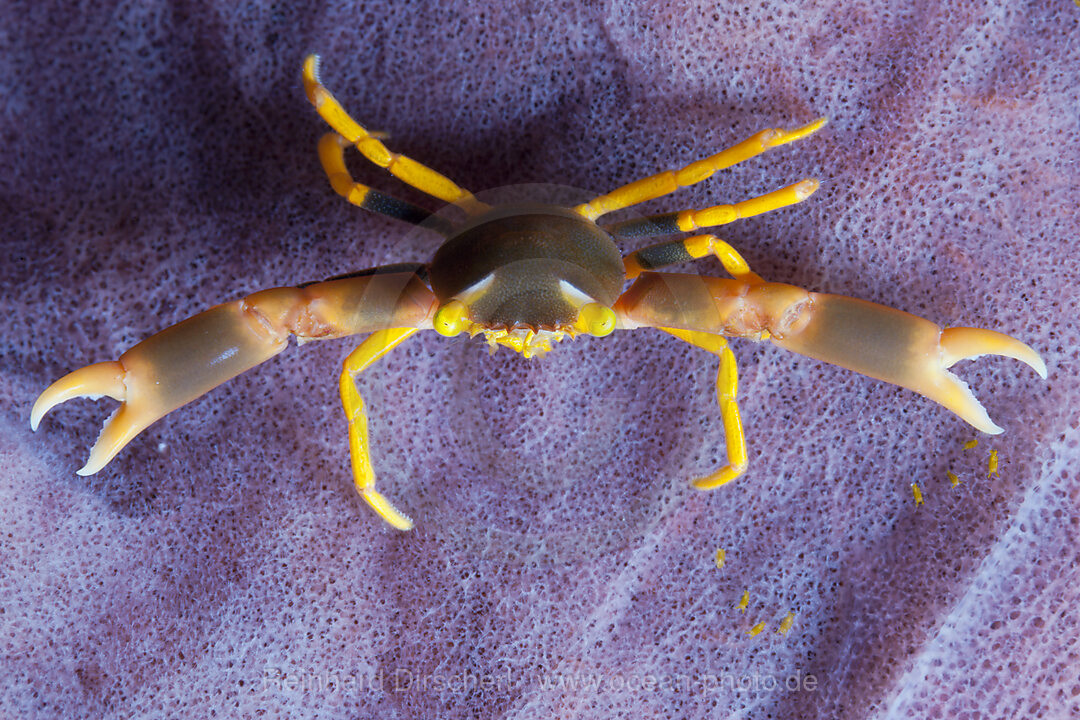 Korallenkrabbe, Trapezia sp., Ambon, Molukken, Indonesien