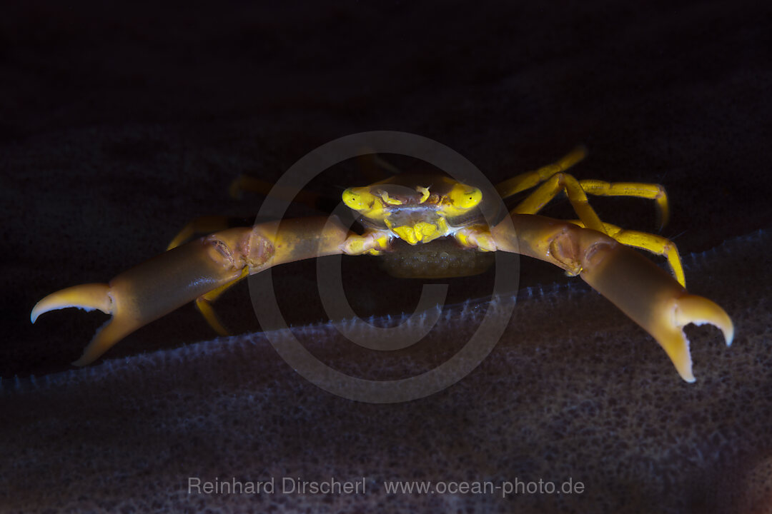Korallenkrabbe, Trapezia sp., Ambon, Molukken, Indonesien