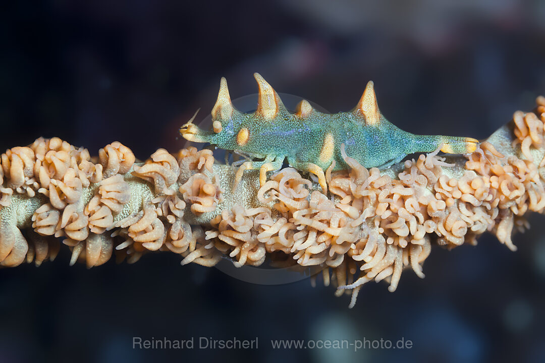 Dragon Shrimp, Miropandalus hardingi, Ambon, Moluccas, Indonesia