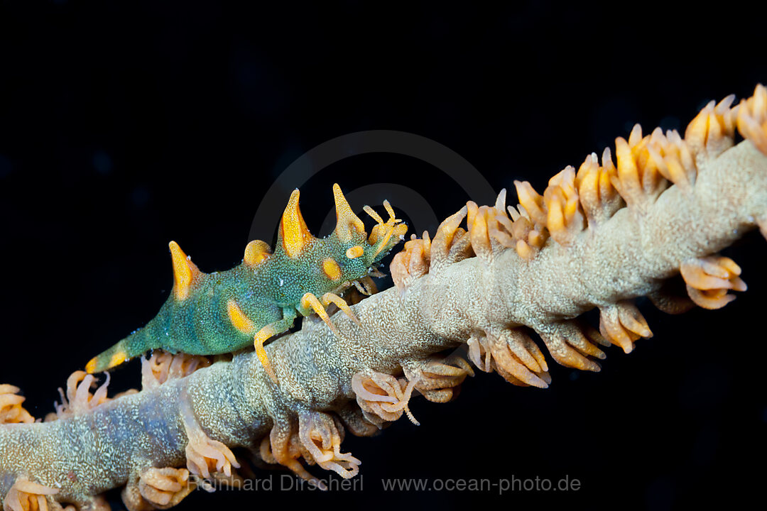 Gorgonien-Pandalide, Miropandalus hardingi, Ambon, Molukken, Indonesien