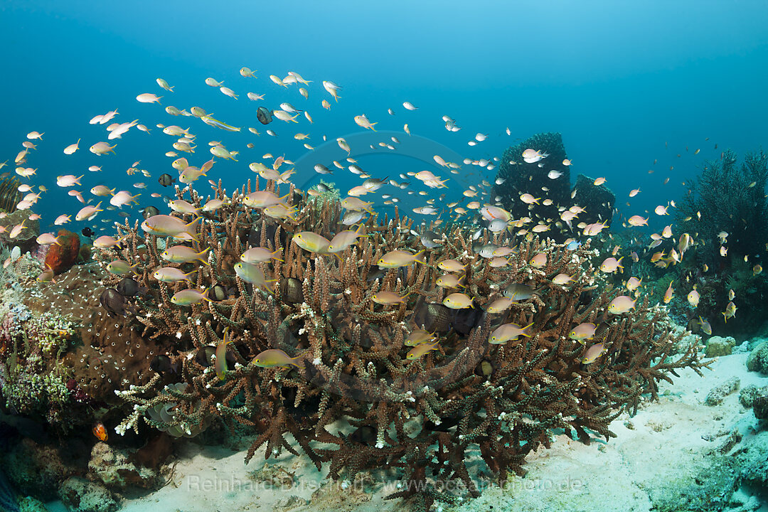 Gruene Fahnenbarsche am Korallenriff, Pseudanthias huchtii, Ambon, Molukken, Indonesien