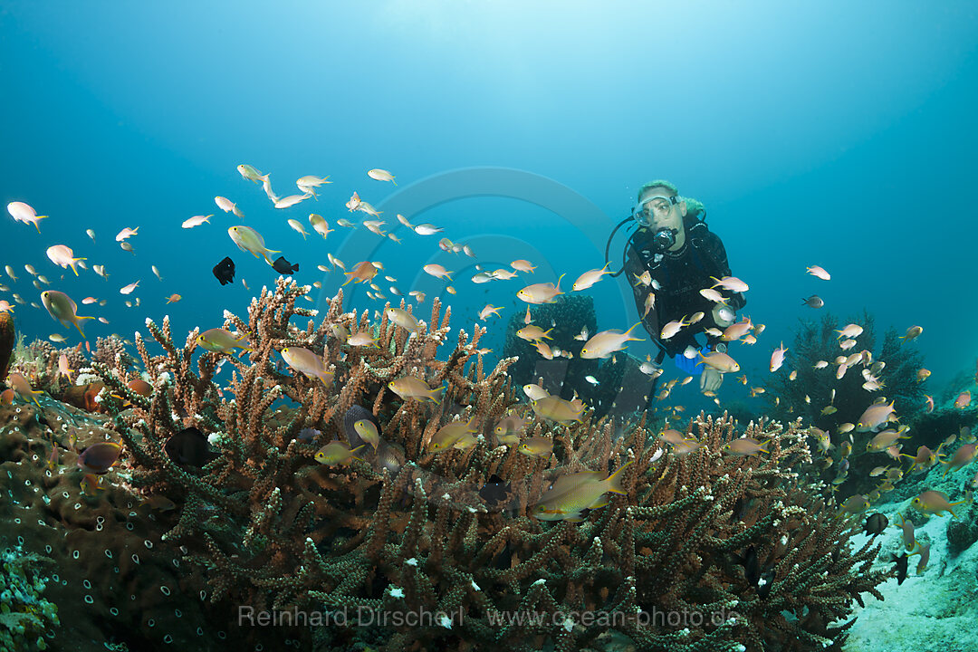 Gruene Fahnenbarsche am Korallenriff, Pseudanthias huchtii, Ambon, Molukken, Indonesien