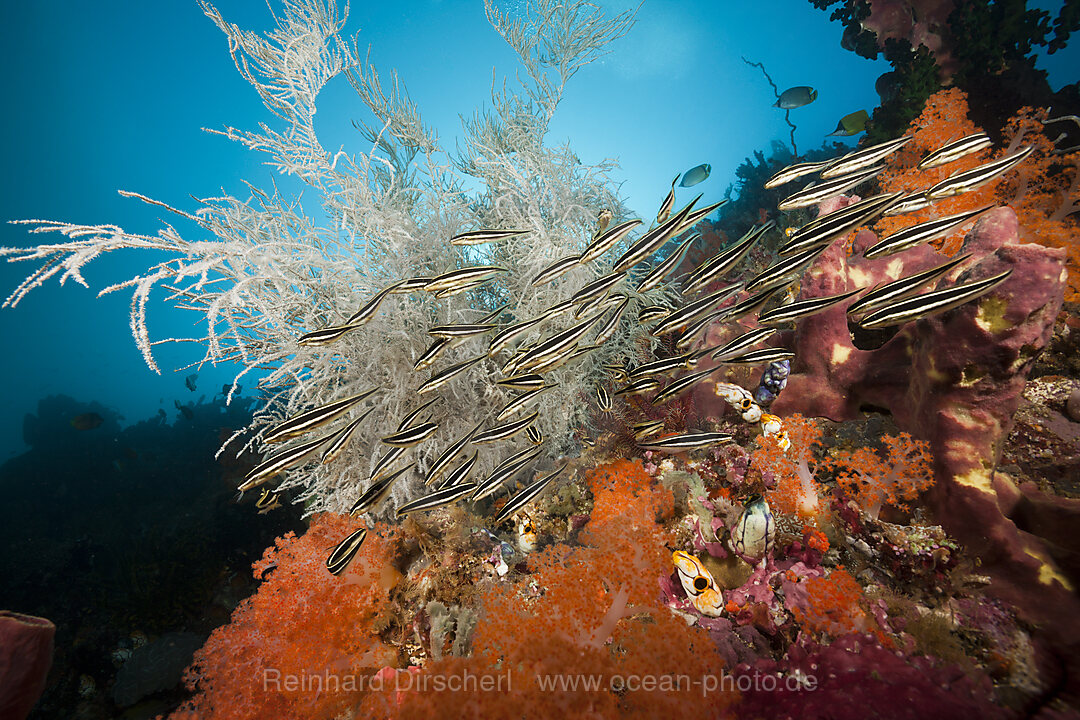 Schwarm Streifen-Korallenwelse am Riff, Plotosus lineatus, Ambon, Molukken, Indonesien