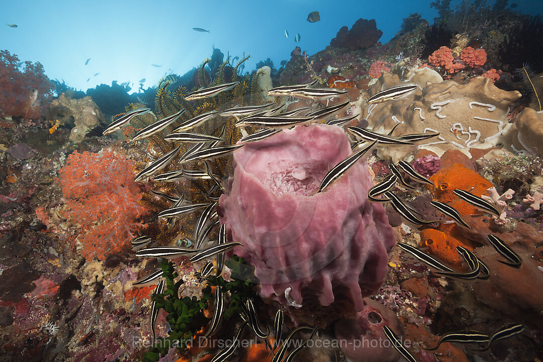 Schwarm Streifen-Korallenwelse am Riff, Plotosus lineatus, Ambon, Molukken, Indonesien