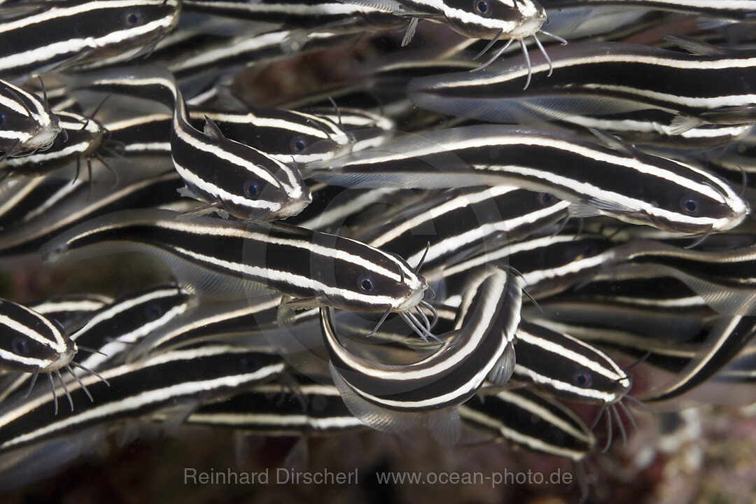 Shoal of Striped Eel Catfish, Plotosus lineatus, Ambon, Moluccas, Indonesia