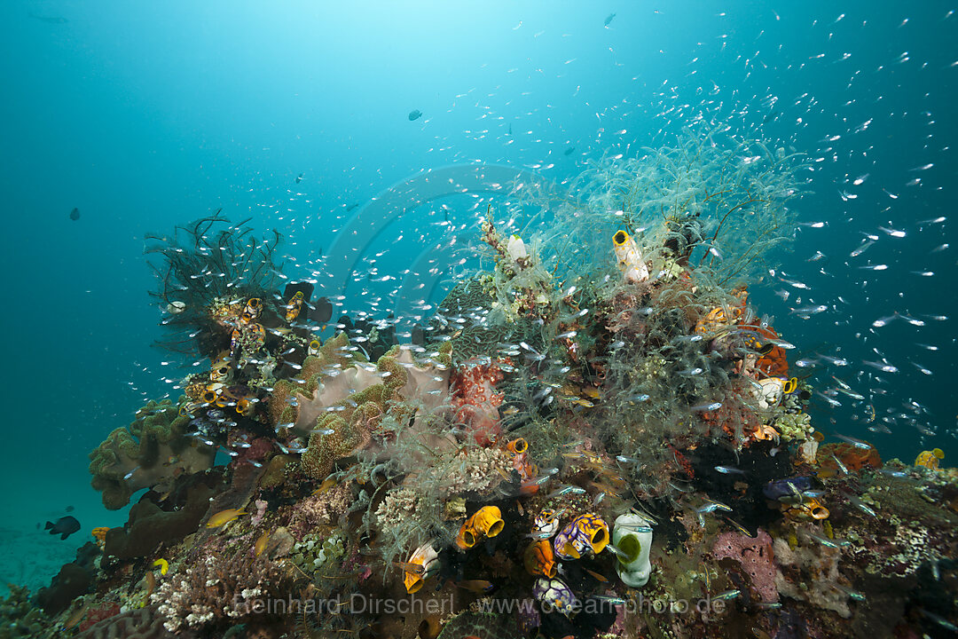 Kardinalfische ueber Korallenriff, Apogon gracilis, Ambon, Molukken, Indonesien