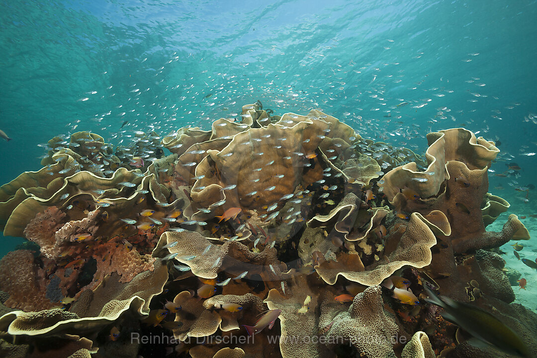 Cardinalfish surrounding Coral Reef, Apogon gracilis, Ambon, Moluccas, Indonesia