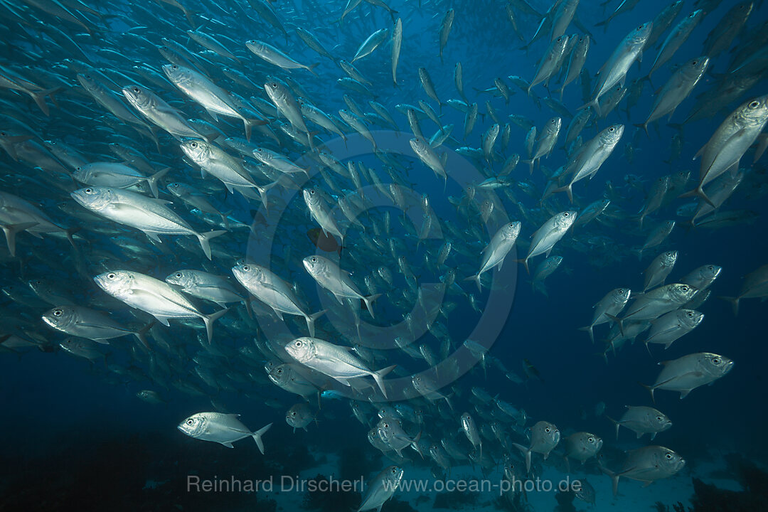 Schwarm Grossaugen-Stachelmakrelen, Caranx sexfasciatus, Ambon, Molukken, Indonesien