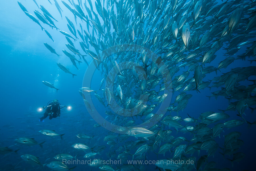 Taucher und Schwarm Grossaugen-Stachelmakrelen, Caranx sexfasciatus, Ambon, Molukken, Indonesien