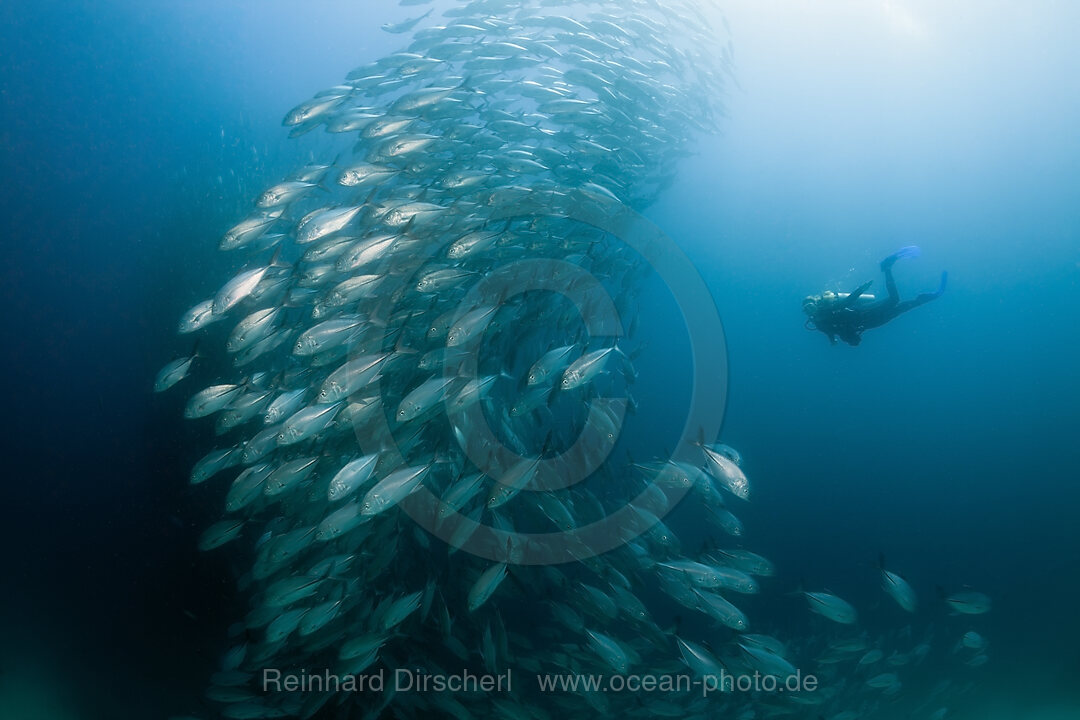 Taucher und Schwarm Grossaugen-Stachelmakrelen, Caranx sexfasciatus, Ambon, Molukken, Indonesien