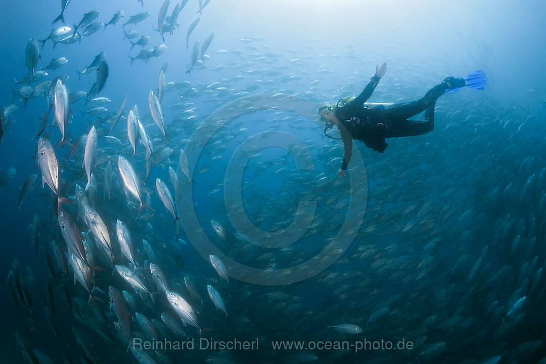 Taucher und Schwarm Grossaugen-Stachelmakrelen, Caranx sexfasciatus, Ambon, Molukken, Indonesien