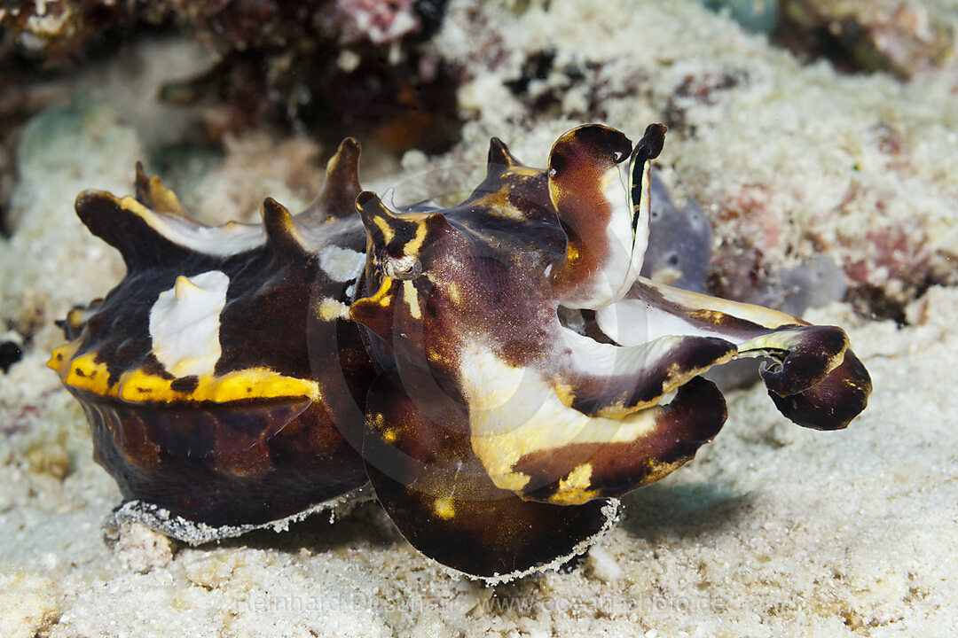 Pfeffers Prachtsepie, Metasepia pfefferi, Ambon, Molukken, Indonesien