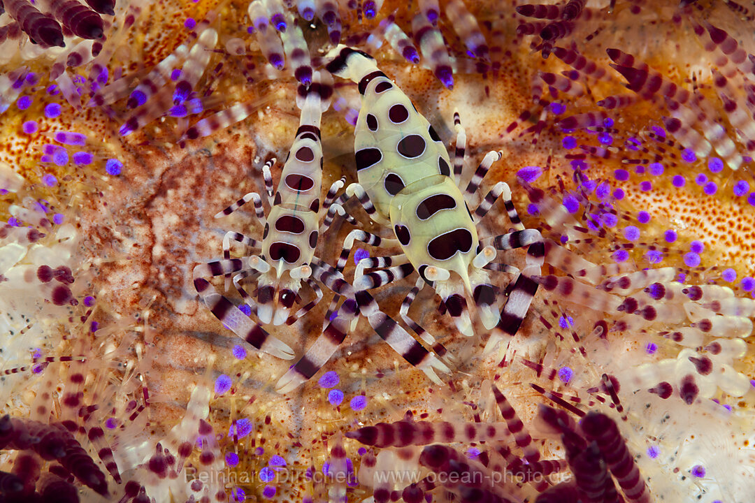 Pair of Coleman Shrimp on Fire Sea Urchin, Periclimenes colemani, Ambon, Moluccas, Indonesia