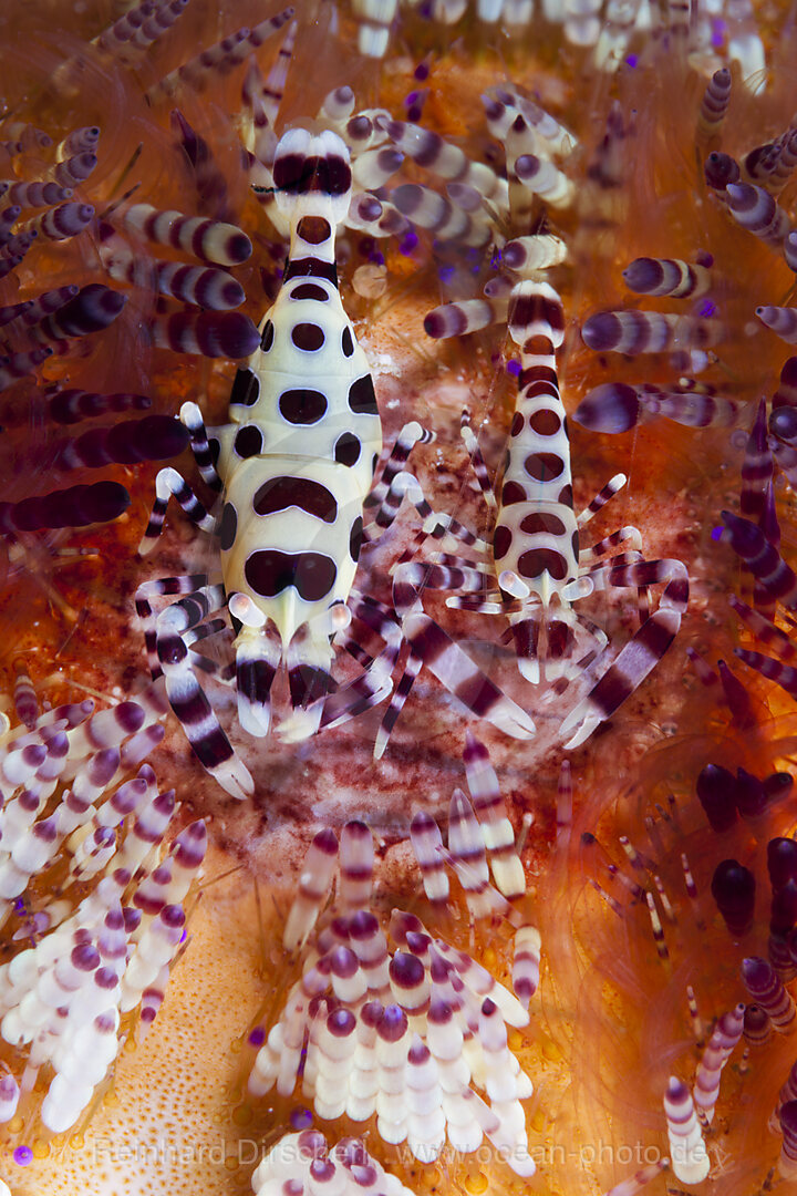 Pair of Coleman Shrimp on Fire Sea Urchin, Periclimenes colemani, Ambon, Moluccas, Indonesia