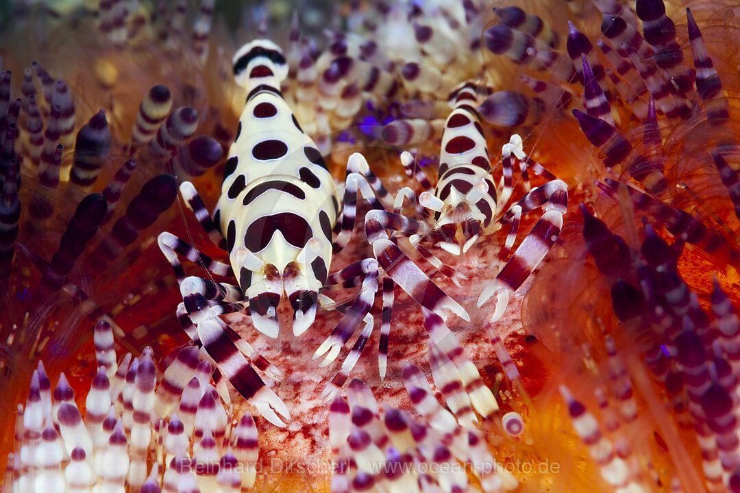 Coleman Partnergarnelen auf Feuerseeigel, Periclimenes colemani, Ambon, Molukken, Indonesien