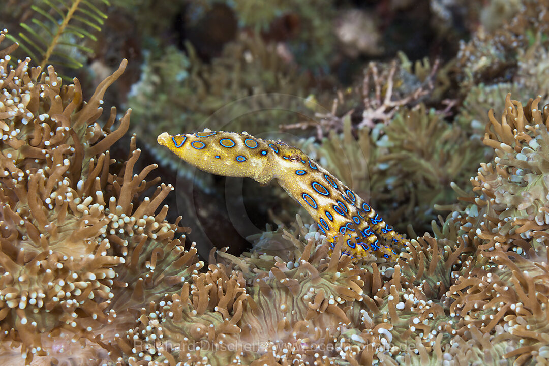 Giftiger Blauring-Oktopus, Hapalochlaena lunulata, Ambon, Molukken, Indonesien