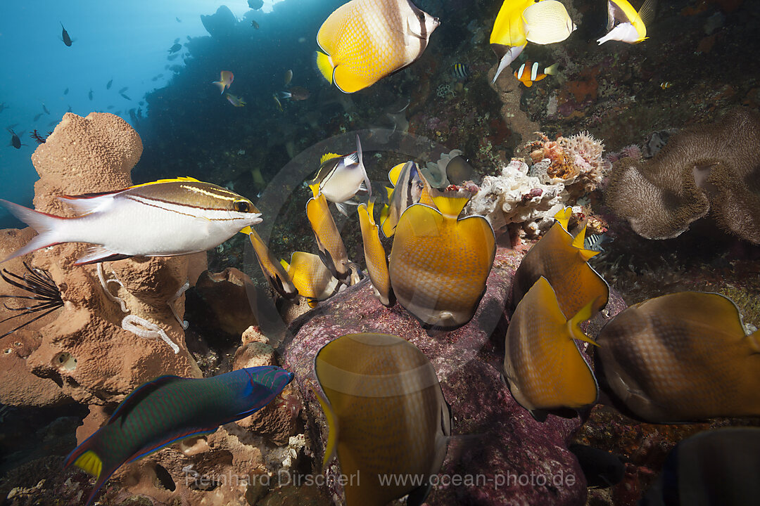 Falterfische fressen Fischlaich, Chaetodon kleinii, Ambon, Molukken, Indonesien